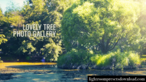 Videohive – Lovely Tree Photo Gallery – 38569897