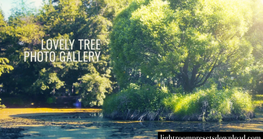 Videohive – Lovely Tree Photo Gallery – 38569897